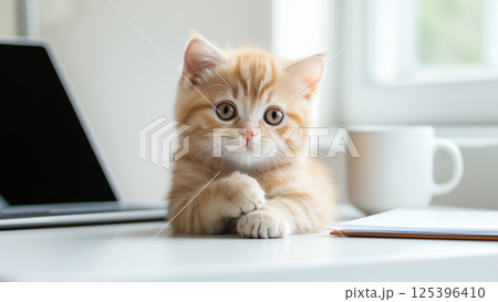 cat_background_100 cat_background_100 125396410