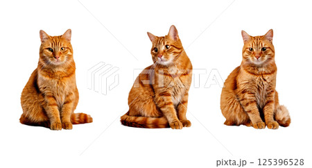 猫透過画像：茶トラ 125396528