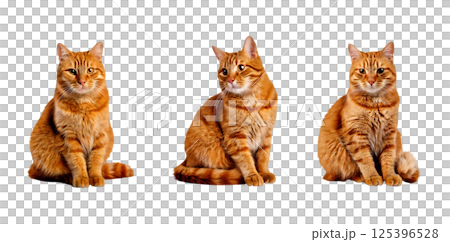 猫透過画像：茶トラ 125396528