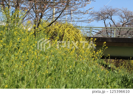 春の公園に咲く黄色い菜の花 125396610