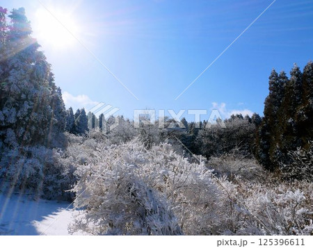 阿蘇の冬景色　霜が降りる森　（熊本県） 125396611