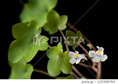 ツタバウンランの花 125396764