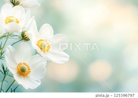 White anemone flowers with yellow centers on a soft pastel background with bokeh effect. 125396797