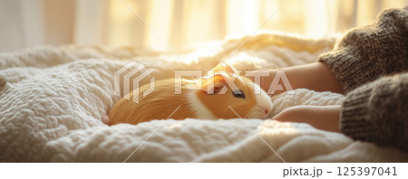 Cozy guinea pig enjoys a fresh bed while being gently petted in a warm, sunny room Cozy guinea pig enjoys a fresh bed while being gently petted in a warm, sunny room 125397041