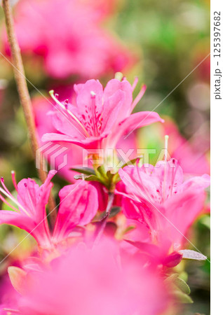 美しいピンクのツツジの花 美しいピンクのツツジの花 125397682