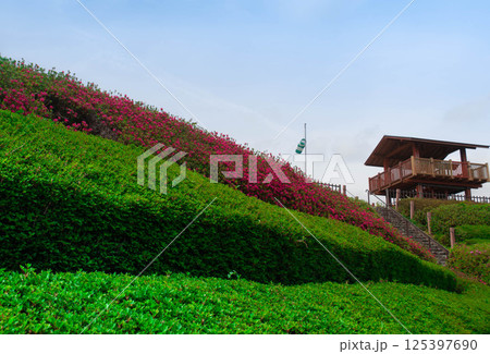 東三河ふるさと公園のつつじ 125397690
