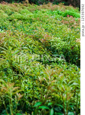 群生する馬酔木　あしびの新緑　わかば　若葉 125397692