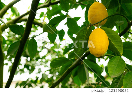 Growing lemon trees in greenhouse, juicy fruit on tree branch close-up. 125398082