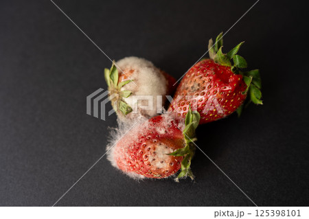 Rotten strawberries with large white fungal mold on black background. Rotten strawberries with large white fungal mold on black background. 125398101