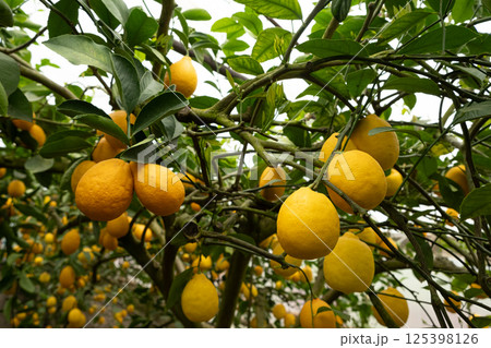 Ripe Citrus Fruits on Meyer Lemon Tree in Greenhouse 125398126