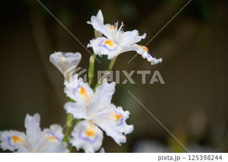 シャガの花 125398244