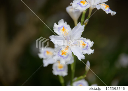 シャガの花 125398246