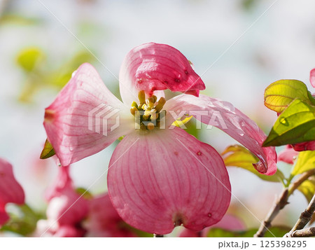 水滴をつけたピンクのハナミズキ（日差しを浴びたアメリカヤマボウシの花） 125398295