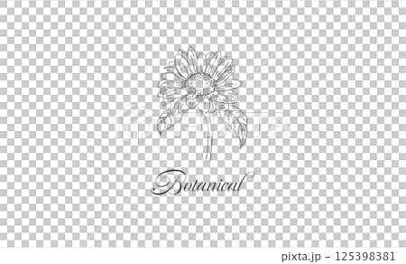 花ボタニカル線画イラスト素材　レトロひまわり手書き　名刺サイズ　shopカード 125398381