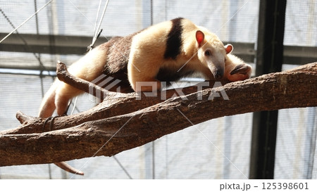 コアリクイ コアリクイ 125398601