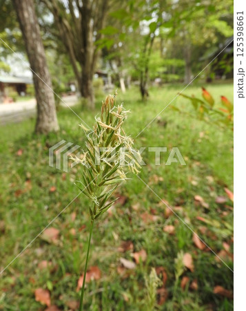 イネ科の多年草「ハルガヤ」の花 イネ科の多年草「ハルガヤ」の花 125398661