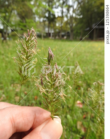 イネ科の多年草「ハルガヤ」の花 イネ科の多年草「ハルガヤ」の花 125398664