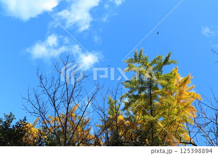 青空と黄色いイチョウの木 125398894