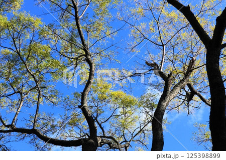青空の下のセンダンの木 125398899