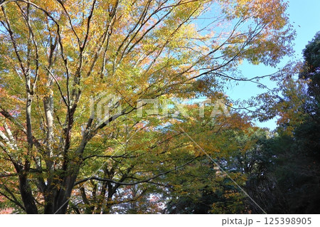紅葉した公園の樹木 125398905