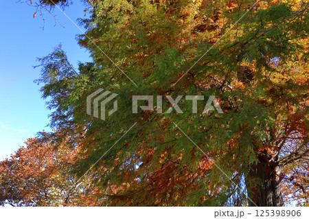 紅葉したヌマスギ 125398906