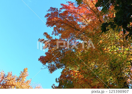 紅葉したモミジバフウと青空 125398907
