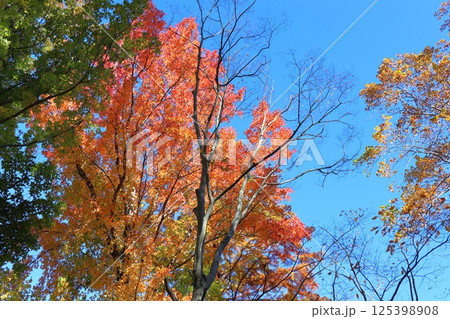 紅葉したモミジバフウと青空 125398908