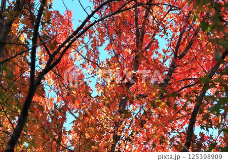 紅葉したモミジバフウと青空 125398909
