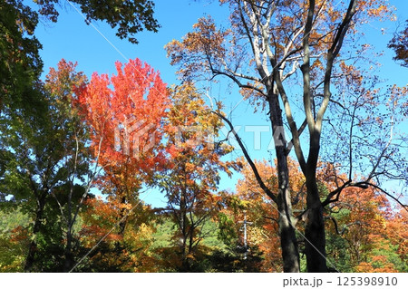 紅葉するフウとモミジバフウとヌマスギ 125398910