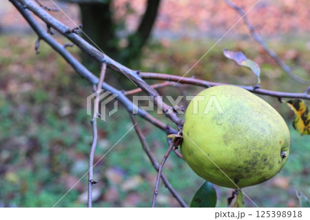 木になる緑のカリン 木になる緑のカリン 125398918