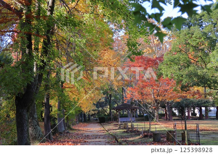 紅葉するフウとモミジバフウとヌマスギ 125398928