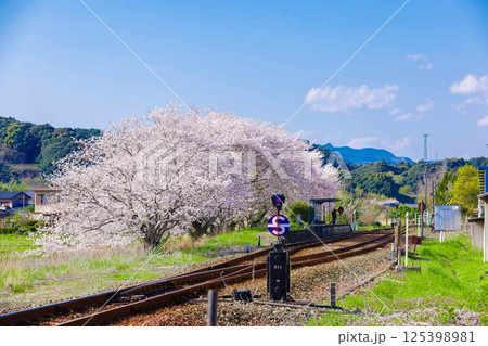 桜と線路 桜と線路 125398981