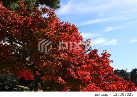 秋の真っ赤に染まった紅葉と青空 125399029