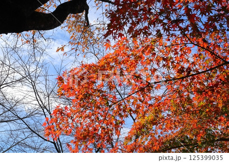 紅葉したもみじ 紅葉したもみじ 125399035