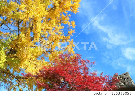 黄色い大銀杏と真っ赤な紅葉と青空 黄色い大銀杏と真っ赤な紅葉と青空 125399059