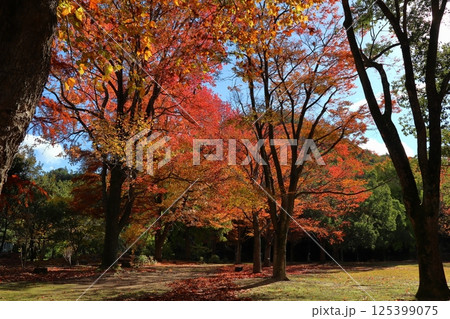 紅葉するフウとケヤキの木 125399075