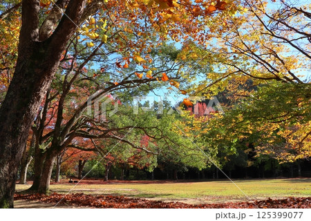 紅葉するアメリカスズカケノキ 125399077
