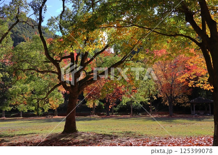 紅葉するケヤキの木 紅葉するケヤキの木 125399078