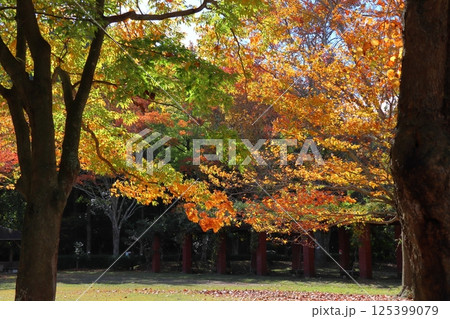 紅葉するケヤキの木 125399079