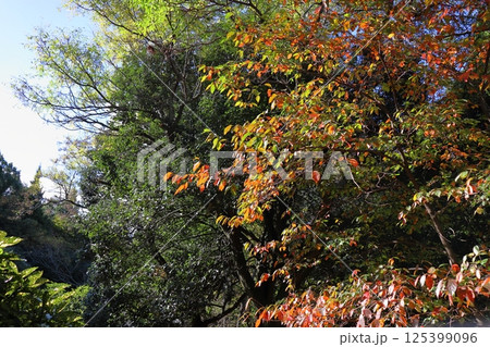 紅葉したヤマガキの木 125399096