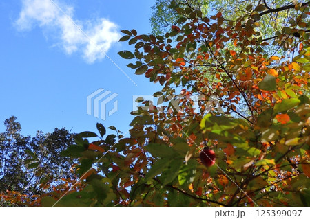 紅葉したヤマガキの木 紅葉したヤマガキの木 125399097
