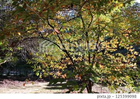 紅葉したヤマガキの木 125399098