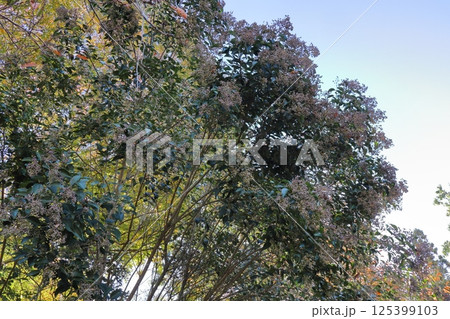 トウネズミモチのたわわに実る薄紫色の実 トウネズミモチのたわわに実る薄紫色の実 125399103