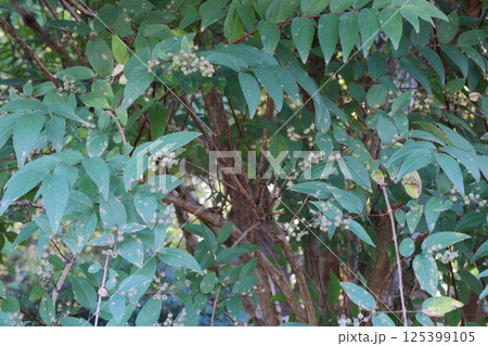 秋に実る丸いウツギの実 125399105