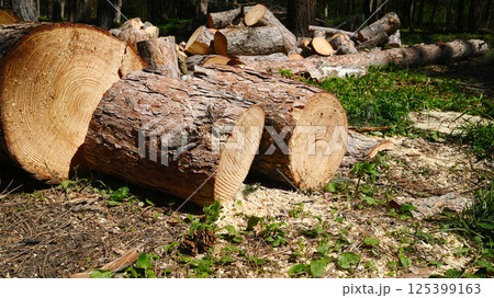 Pile of freshly cut firewood logs and chopped tree trunks Pile of freshly cut firewood logs and chopped tree trunks 125399163