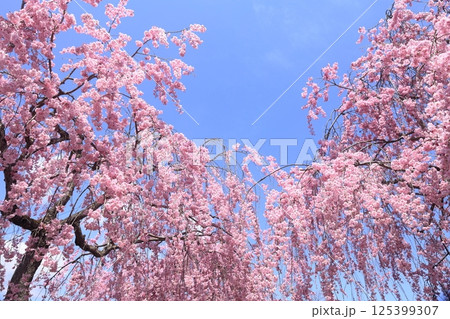青空に映える満開の枝垂れ桜 125399307