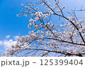 青空の下の桜 125399404