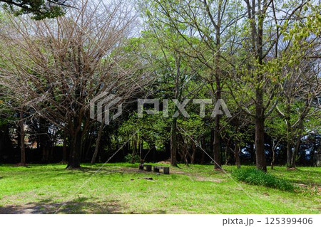 木々 125399406