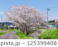 青空の下の桜 125399408