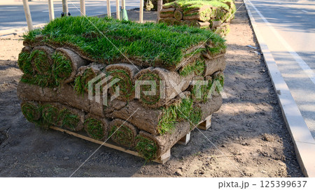 Stacked sod rolls of fresh green grass with soil layers arranged on wooden pallets at landscaping supply site 125399637